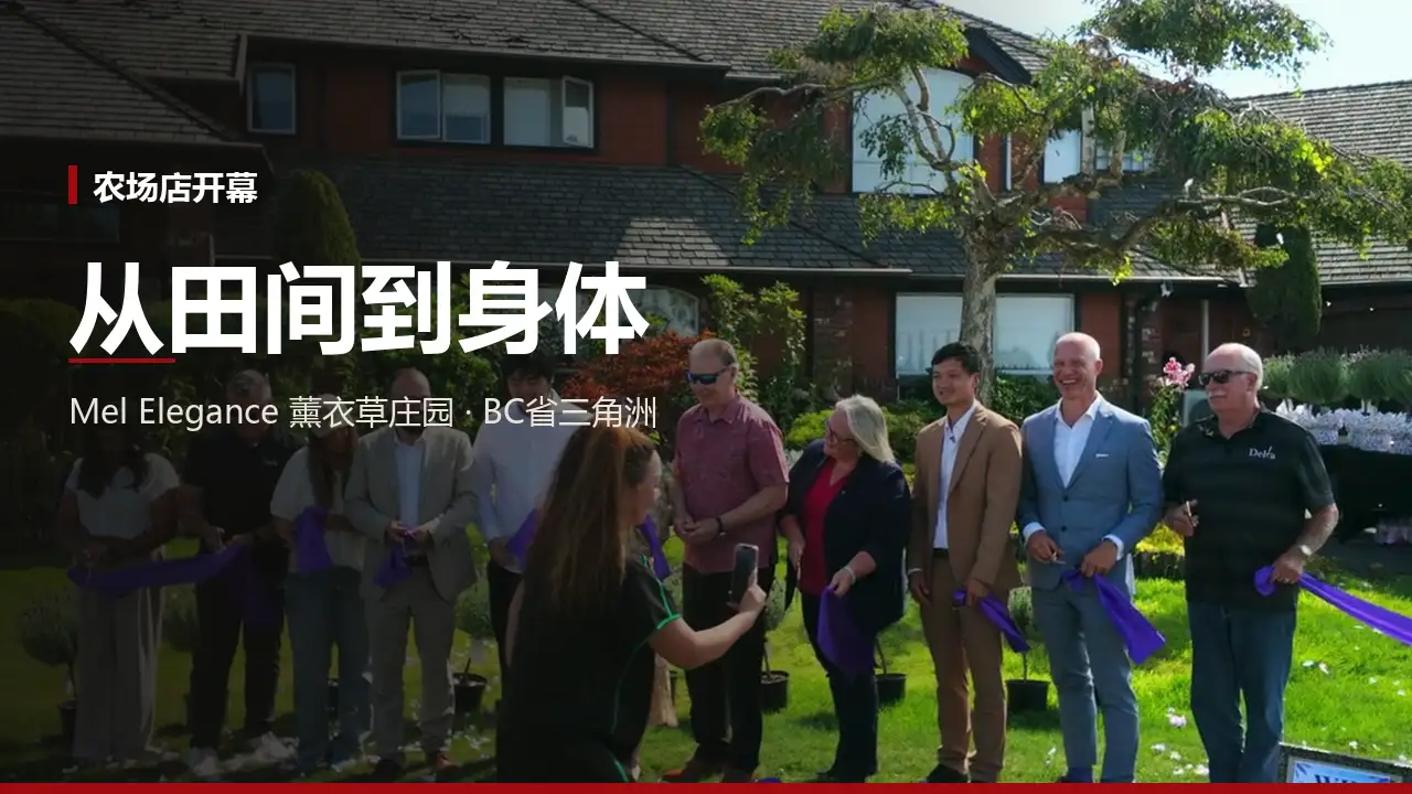 Mel Elegance 薰衣草庄园中文开幕影片封面